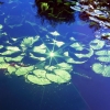 Starburst_Lillies 
